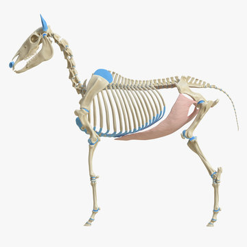 3d rendered medically accurate illustration of the equine muscle anatomy - Obliquus Externus Abdominis