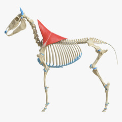 3d rendered medically accurate illustration of the equine muscle anatomy - Trapezius © Sebastian Kaulitzki