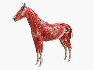 3d rendered medically accurate illustration of the equine muscle anatomy © Sebastian Kaulitzki