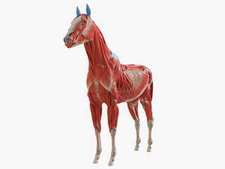 3d rendered medically accurate illustration of the equine muscle anatomy © Sebastian Kaulitzki