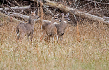 Naklejka na ściany i meble Three young White Tailed Bucks are alert as a large buck passes by.