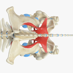 3d rendered medically accurate illustration of the equine muscle anatomy - Obturator Internus