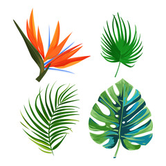 Palm leaves, flower bird of paradise strelitzia and monstera leaf. Isolated plants on white background.