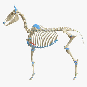 3d rendered medically accurate illustration of the equine muscle anatomy - Rectus Thoracis