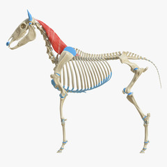 3d rendered medically accurate illustration of the equine muscle anatomy - Semispinalis Capitis
