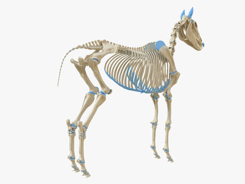 3d rendered medically accurate illustration of the horse skeleton