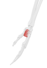 3d rendered medically accurate illustration of the Palmaris Brevis