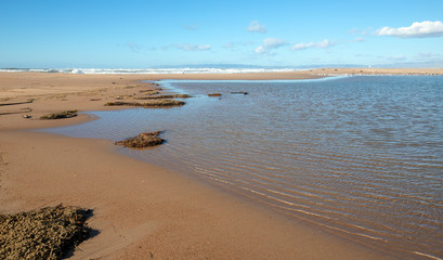 Drying seagrass and kelp on isthmus of sand between Pacific ocean and the Santa Maria river at the Rancho Guadalupe Sand Dunes Preserve on the central coast of California United States