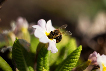 Bee pollinating the early spring flowers - primrose. Primula vulgaris with a worker honey bee feeding on nectar, macro background