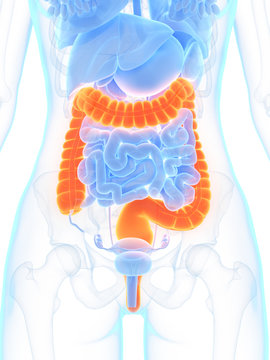 3d rendered medically accurate illustration of the colon