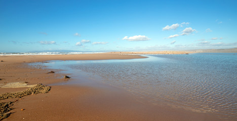 Fototapeta premium Drying Kelp and seagrass on narrow strip of sand between Pacific ocean and the Santa Maria river at the Rancho Guadalupe Sand Dunes Preserve on the central coast of California United States