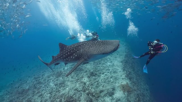 Whale Shark and SCUBA Divers