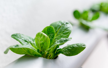 Hydroponics method of growing plants.Vegetables hydroponics farm