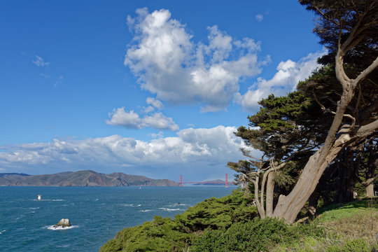The South Bay and Golden Gate at San Francisco. There are trees and a blue sky with clouds. The photo was taken from the coastal trail near Lands End.