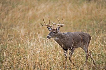 White Tailed Deer shows off his antlers in the rutting season.