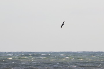 roscoff