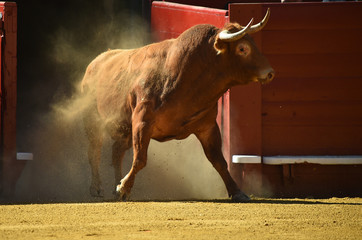 bull in spanish bullring