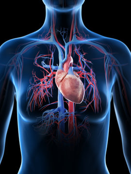 3d rendered medically accurate illustration of the female vascular system