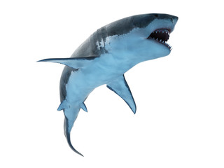 3d rendered medically accurate illustration of a great white shark
