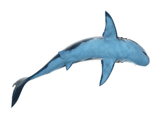 3d rendered medically accurate illustration of a great white shark