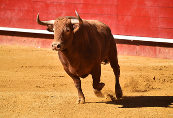 bull in spain in bullring