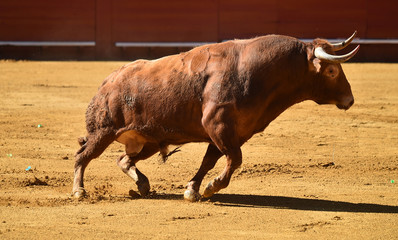 toro español en plaza de toros