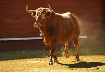toro español en plaza de toros