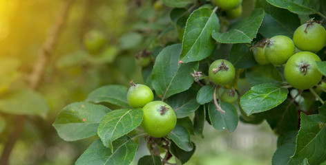 Green apples on a branch ready to be harvested, outdoors, selective focus