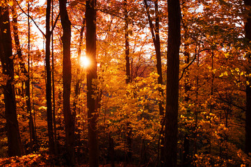 The setting sun casts its beams through the yellow orange red foliage of autumn forest