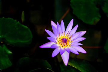 Colourful vibrant violet and purple blooming lotus growth on dark pond. Beautiful single water lily on blurry background of leaves float on water.  - Powered by Adobe