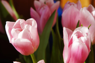 pink tulips in the garden background. delicate flowers spring tulips grow in the garden