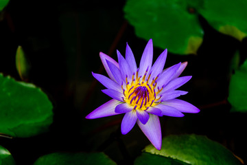 Colourful vibrant violet and purple blooming lotus growth on dark pond. Beautiful single water lily on blurry background of leaves float on water. 