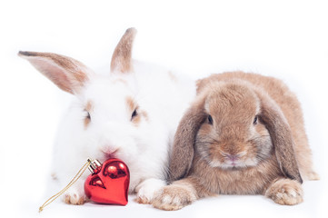 White and brown cute rabbit crouching on white background with red heart, Valentines couple love concept.  Rabbit is symbol of Easter festival.