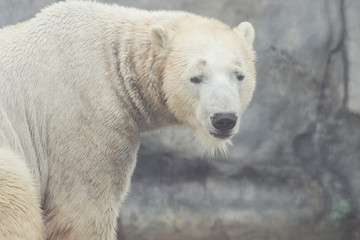 polar bear that looks a bit sad conservation is essential for th