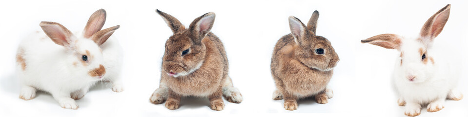 Fototapeta premium Group of white and brown rabbits sitting on white background. Easter festival symbol.