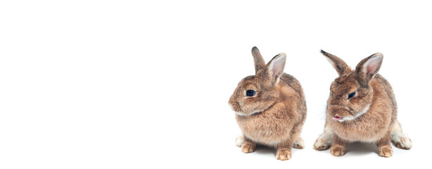 Cute rabbits on white background looking to something, Easter festival symbol.