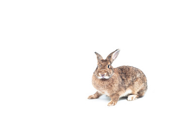 Cute rabbits on white background looking to something, Easter festival symbol.