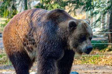 Plakat Grizzly Bear walking Ursus arctos in Canada