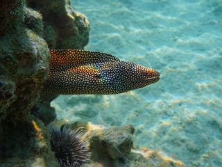 A whitemouth moray eel Gymnothorax meleagris underwater in the Pacific ocean, Rurutu, Austral islands, French Polynesia