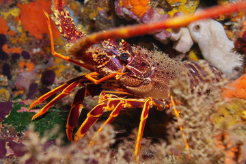 A spiny lobster Palinurus elephas underwater in the Mediterranean sea, France