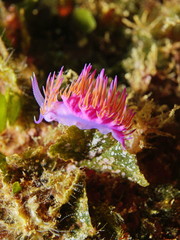 Naklejka na ściany i meble Colorful sea slug Flabellina affinis underwater in the Mediterranean sea, France