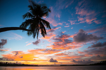 Bright scenic landscape of golden sun setting under pink clouds behind the silhouette of a single curving palm tree on the beach in Bahia, Brazil