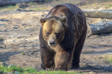 Brown grizzly bear is walking on grass and looking for food
