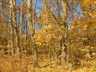 Landscape with oaks with yellow leaves in autumn clear day.