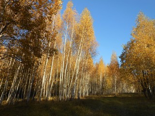 Landscae with birches in golden autumn in sunny clear day..