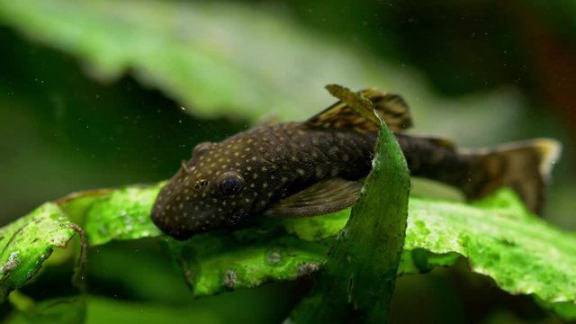 Ancistrus fish in underwater vegetation