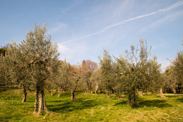 Scenic view of an olive grove on a hill in springtime with green lawn and cloudy blue sky, Sirmione, Lake Garda, Lombardy, Italy