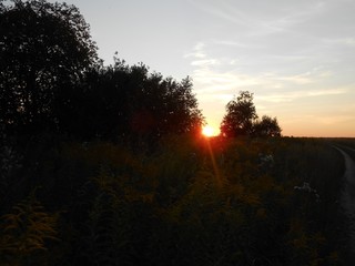 Summer sundown behind the trees.