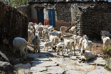 Fototapeta premium Herd of goats in a village in the Annapurna region, Nepal