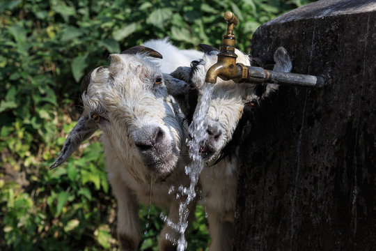 Drinking goats in a village in the Annapurna region, Nepal